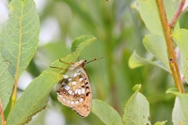 Perleťovec prostřední - Argynnis adippe , Velká Fatra, 22.7.2014
