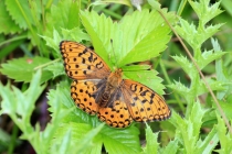 Perleťovec prostřední - Argynnis adippe , Žizňow, 2.7.2014 