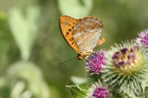 Perleťovec stříbropásek - Argynnis paphia , Orlické hory, 28.7.2013