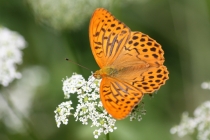 Perleťovec stříbropásek - Argynnis paphia , PR Dubno, 20.7.2010 