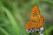 Perleťovec stříbropásek - Argynnis paphia , PR Dubno, 22.7.2010 