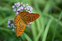 Perleťovec stříbropásek - Argynnis paphia , PR Dubno, 22.7.2010 