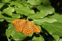 Perleťovec stříbropásek - Argynnis paphia , PR Dubno, 2.8.2011 