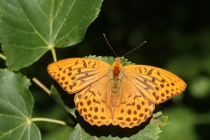 Perleťovec stříbropásek - Argynnis paphia , PR Dubno, 2.8.2011 