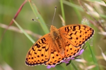 Perleťovec velký - Argynnis aglaja , Darnkow, 24.6.2014
