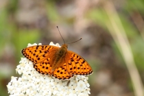 Perleťovec velký - Argynnis aglaja , Náchod - Běloves, hranice, 6.7.2012