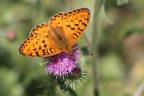 Perleťovec velký - Argynnis aglaja , Orlické hory, 10.7.2013 