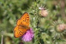 Perleťovec velký - Argynnis aglaja , Orlické hory, 10.7.2013 
