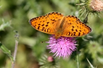 Perleťovec velký - Argynnis aglaja , Orlické hory, 10.7.2013 