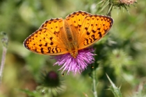Perleťovec velký - Argynnis aglaja , Orlické hory, 10.7.2013 