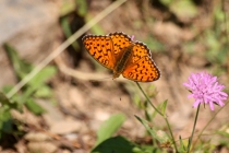 Perleťovec velký - Argynnis aglaja , Orlické hory, 11.7.2013 