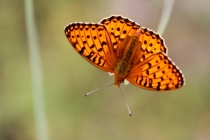 Perleťovec velký - Argynnis aglaja , Orlické hory, 11.7.2013 