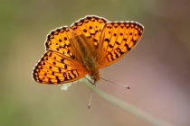 Perleťovec velký - Argynnis aglaja , Orlické hory, 11.7.2013 