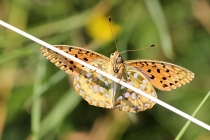 Perleťovec velký - Argynnis aglaja , Vrchbělá, 6.7.2014