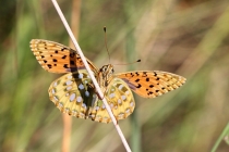 Perleťovec velký - Argynnis aglaja , Vrchbělá, 6.7.2014
