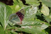 Perleťovec červený - Argynnis pandora