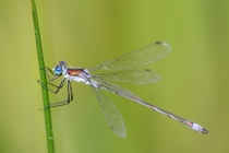 Šídlatka páskovaná - Lestes sponsa , Zlíčský rybník, 14.8.2012