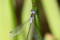 Šídlatka páskovaná - Lestes sponsa , Zlíčský rybník, 14.8.2012