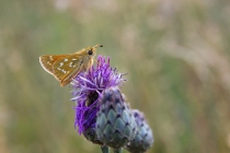 Soumračník čárkovaný - Hesperia comma, Polsko- Darnkow, 24.7.2014 