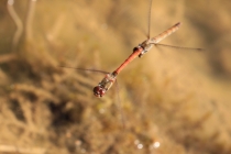Vážka žíhaná - Sympetrum striolatum, Jívka, 30.8.2015 