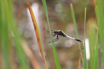 Vážka bělořitná - Orthetrum albistylum , Zličský rybník, 16.6.2012