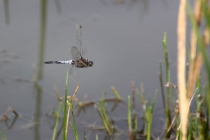 Vážka černořitná - Orthetrum cancellatum , Zlíčský rybník, 31.7.2012