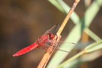 Vážka červená - Crocothemis erythraea , odkaliště Jívka, 16.7.2013