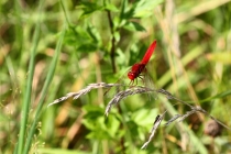 Vážka červená - Crocothemis erythraea , Říkov, 14.8.2012