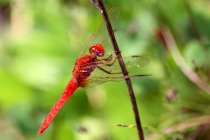 Vážka červená - Crocothemis erythraea , Zlíčský rybník , 28.8.2011