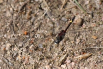 Vážka jasnoskvrnná - Leucorrhinia pectoralis , Písník Březová, 15.6.2013 