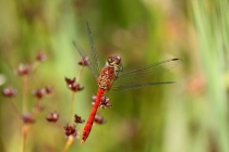 Vážka rudá - Sympetrum sanguineum , Zlíčský rybník, 14.7.2013 