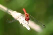 Vážka rudá - Sympetrum sanguineum , Zlíčský rybník, 18.8.2009