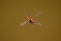 Vážka rudá - Sympetrum sanguineum , Zlíčský rybník, 21.8.2009