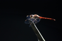 Vážka žíhaná - Sympetrum striolatum , Náchod- Kostná hora, 26.8.2011