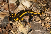 Mlok skvrnitý - Salamandra salamandra , Výrov, 30.4.2012