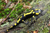 Mlok skvrnitý - Salamandra salamandra , Výrov, 3.5.2014