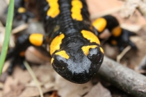 Mlok skvrnitý - Salamandra salamandra , Výrov, 7.5.2013 