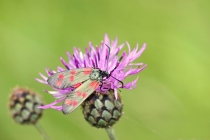 Vřetenuška obecná - Zygaena filipendulae, Velká Fatra, 22.7.2014